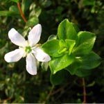Agathosma betulina, the buchu plant used in Parasi Cleaner