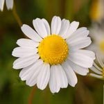 Chamomile flowers, one of the Parasi Cleaner ingredients