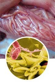 Pets at home as a route of parasite contamination