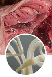 Close contact at work as a route of parasite contamination