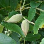 Manchurian walnut, one of the Parasi Cleaner ingredients